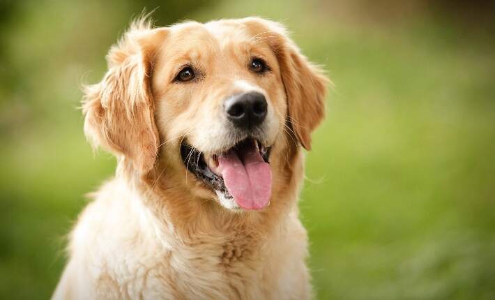 Dogs